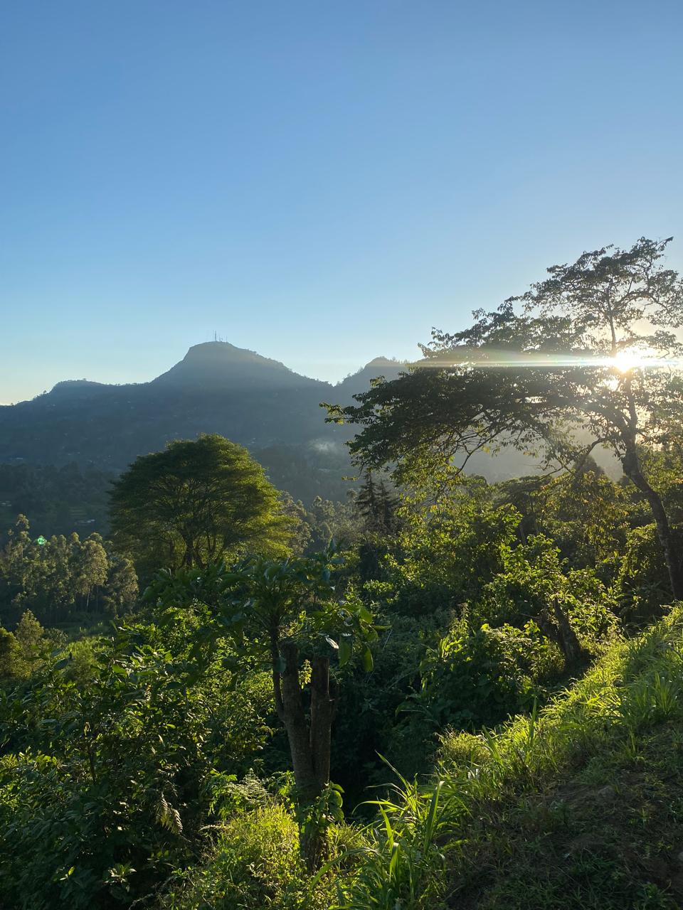 A tree line on a hill with a view of a mountain in the background.